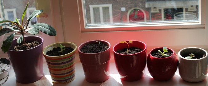 plants on windowsill cropped