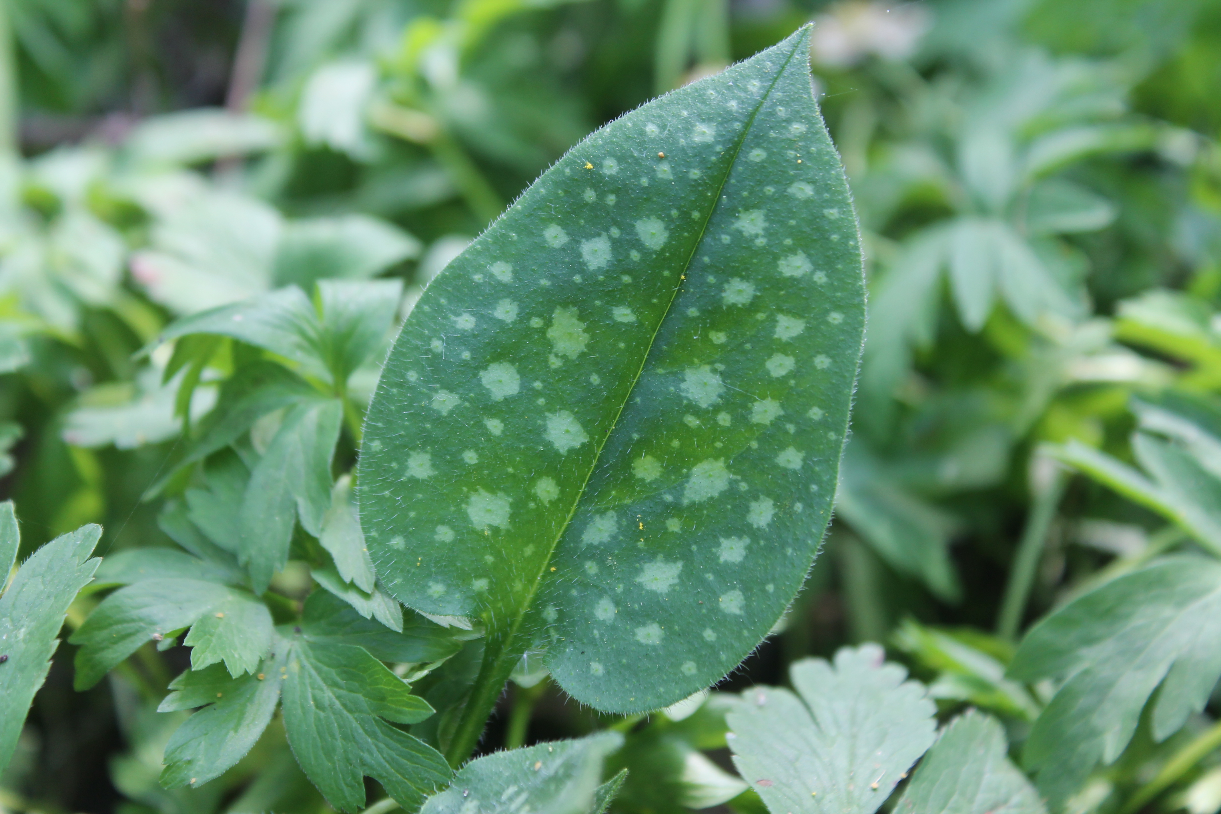 Pulmonaria officinalis - lungwort